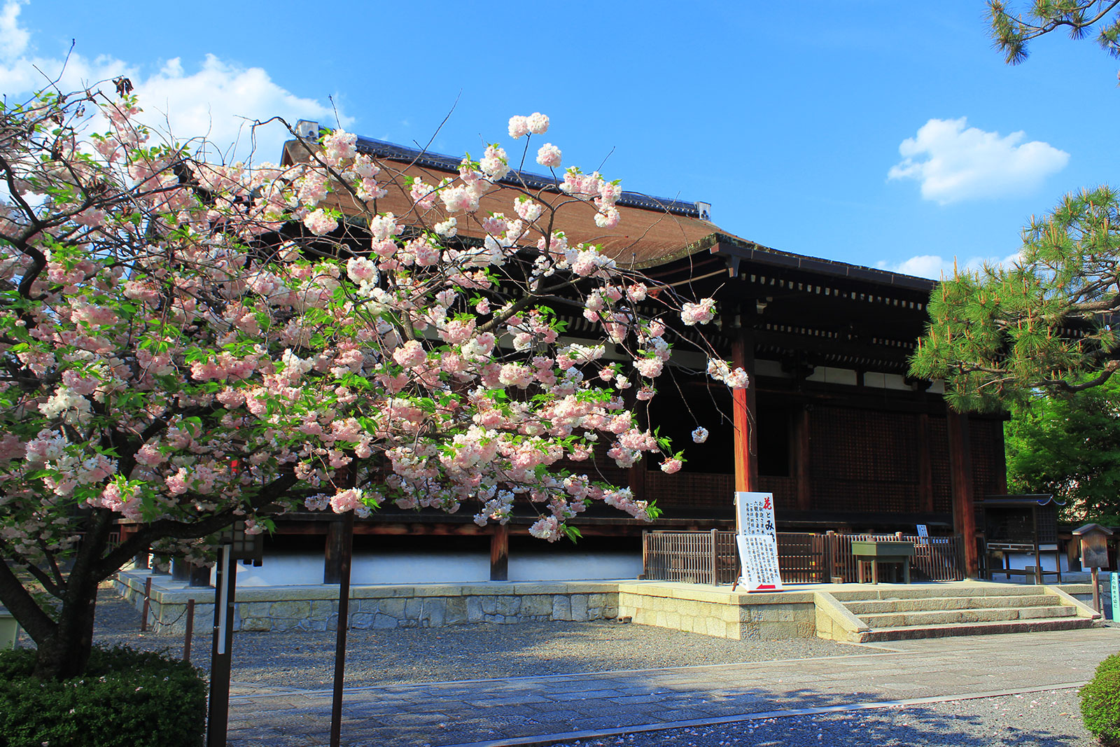本堂前の八重桜