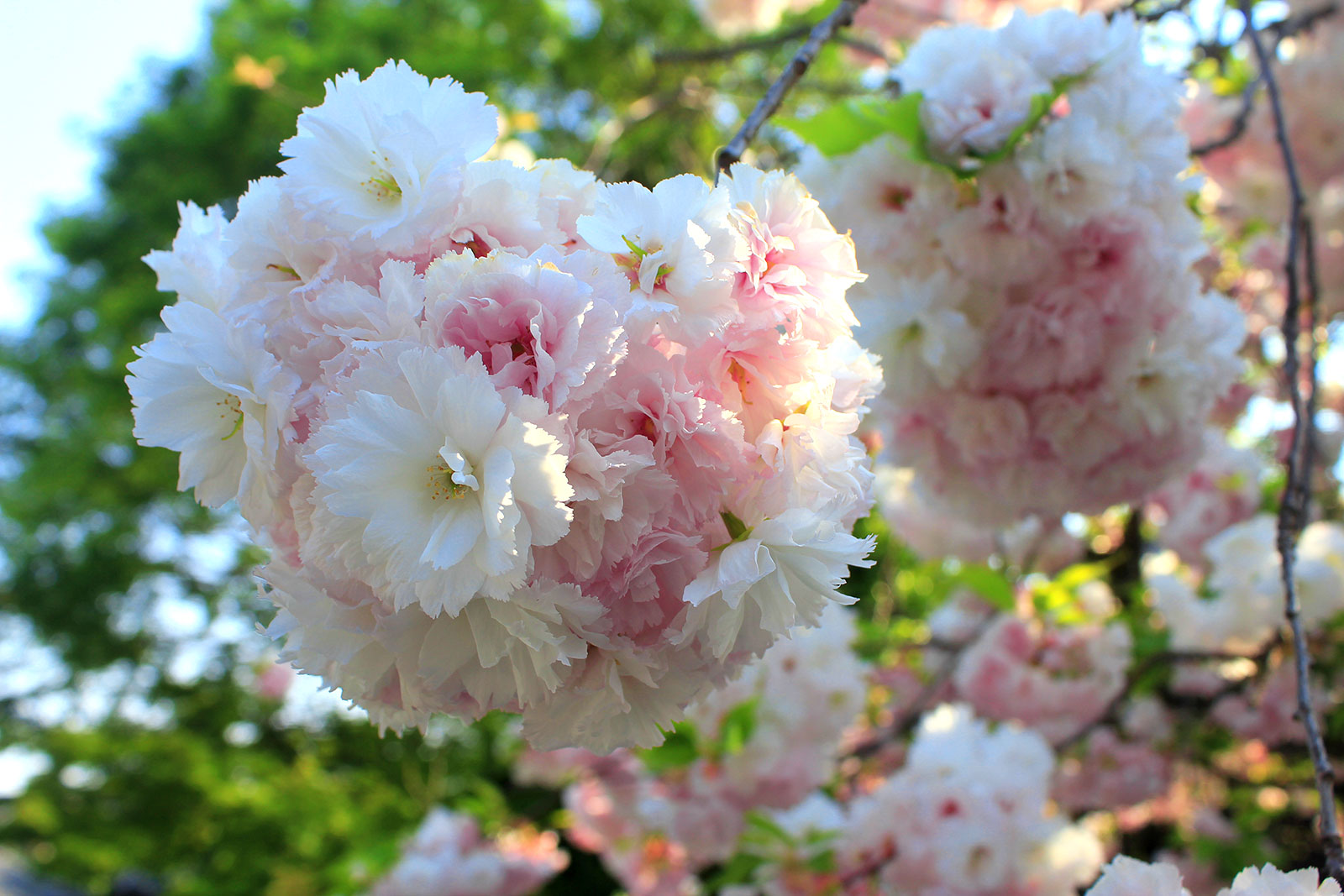 本堂前の八重桜