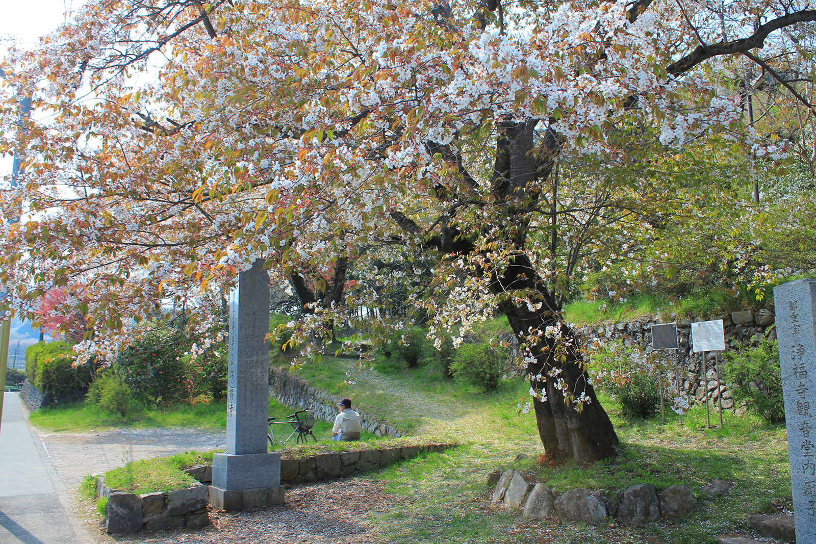 浄福寺前の桜