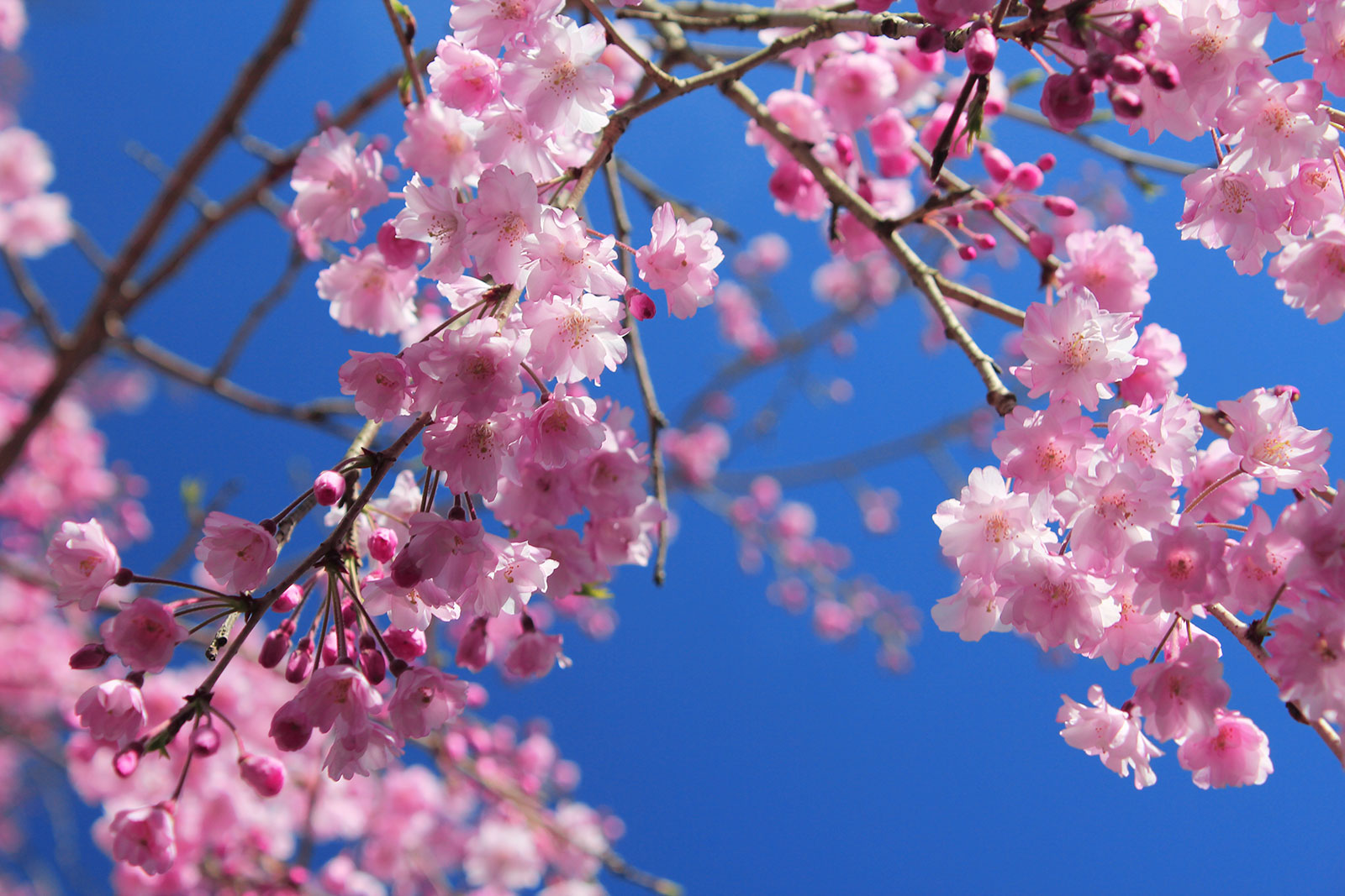仁王門周辺の桜