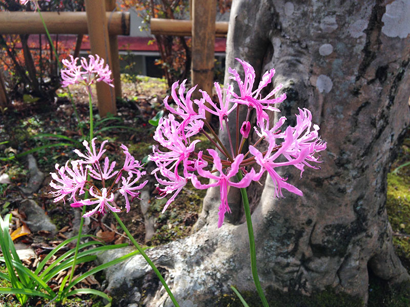 安産寺に咲く花