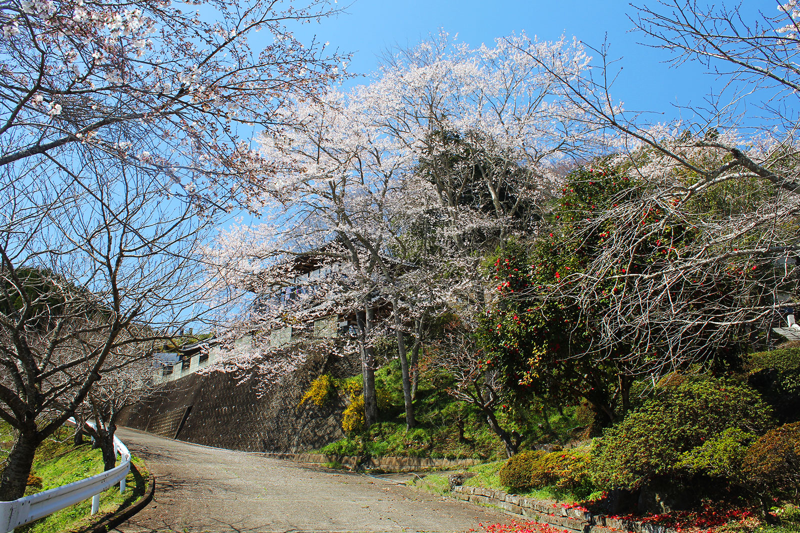 菊蓮寺前の桜
