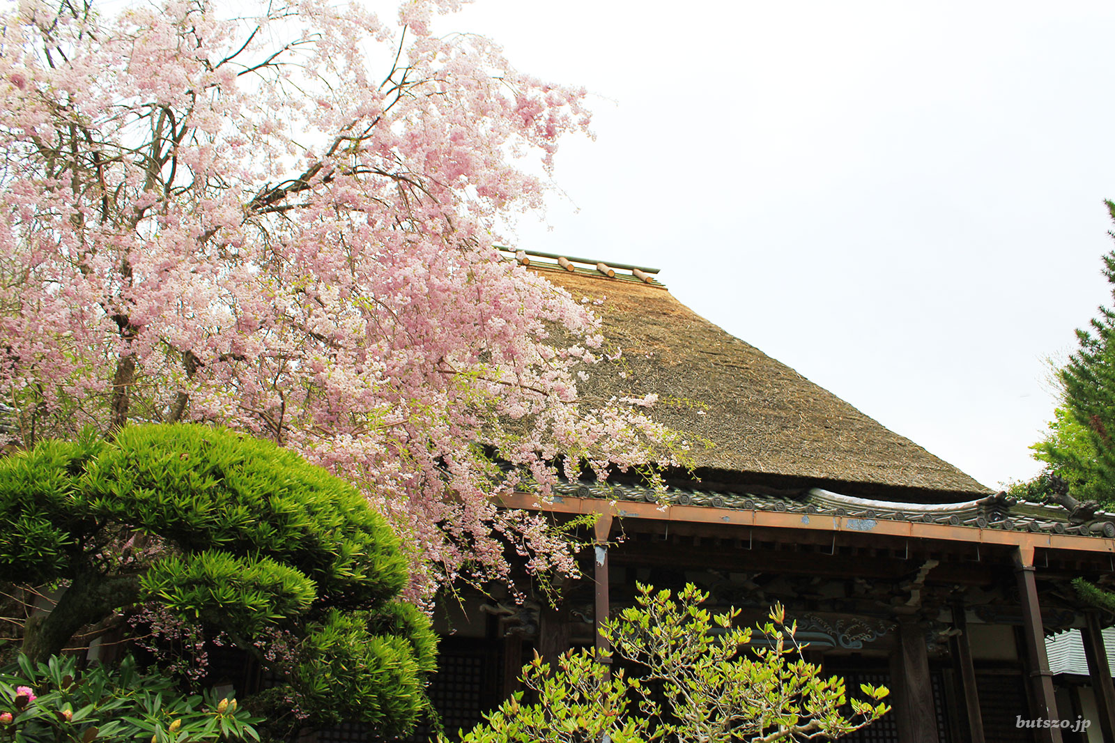西念寺本堂の桜